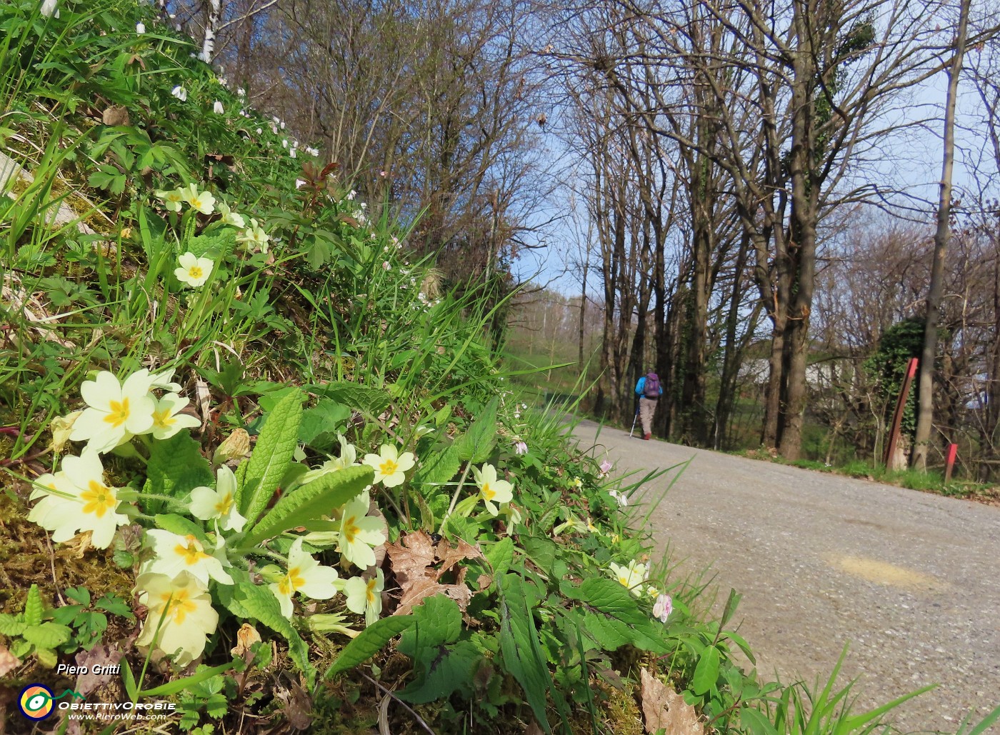 08 Primula vulgaris (Primule).JPG